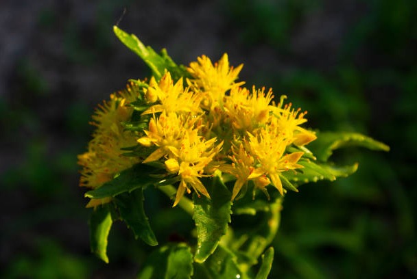 Rhodiola Rosea Extract